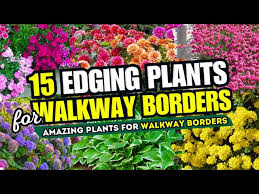 Top 15 Amazing Edging Plants For