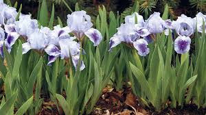 Iris Growing Guide Garden Gate