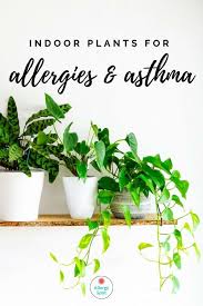 Indoor Plants For Allergies And Asthma