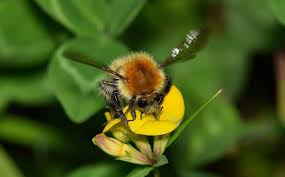 Get Rid Of Bees In A Wall