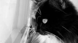 Black And White Cat Hd Wallpaper