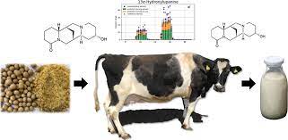 Quinolizidine Alkaloids