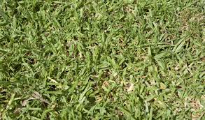 Control Of Kikuyu Grass In Lawns And