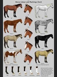 Horse Colours Markings Horse