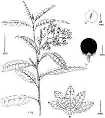 Dulcamaroid Clade Of Solanum