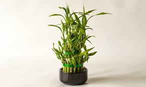 Lucky Bamboo Vs Bamboo What S The