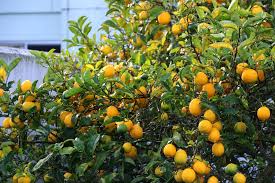 Meyer Lemon Tree Care Instructions