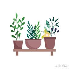 Shelf With Potted Plants Flowers