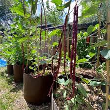 Container Vegetable Gardening