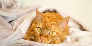 All About Ginger Cats Facts Lifespan