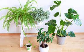 Houseplants For Improving Concentration