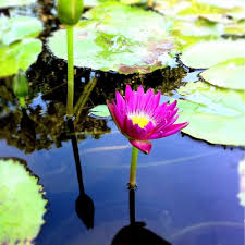 Top 10 Best Pond Supplies In Austin Tx