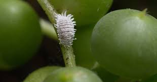 How To Get Rid Of Mealybugs On Houseplants