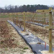Trellis Systems Nc State Extension