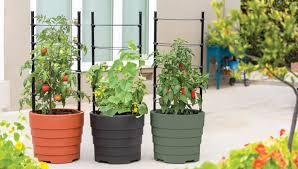 Grow Veggies In Pots And Planters