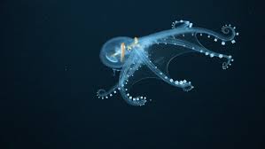 Elusive Glass Octopus Spotted In The