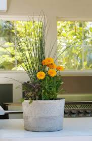 Potted Plants This Winter