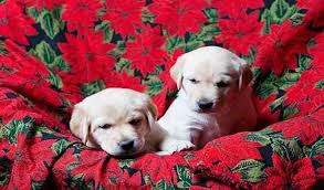 Are Poinsettias Poisonous To Dogs