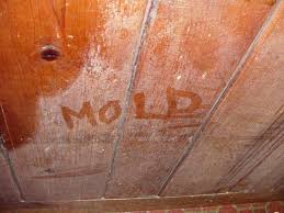 davenport mold removal mitigation