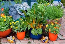 Decorative Container Vegetable Garden