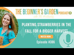 Beginner S Garden Journey With Jill