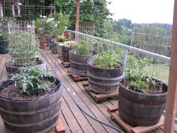 Vegetable Garden Planning