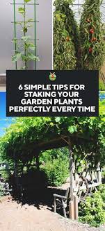 Staking Your Garden Plants