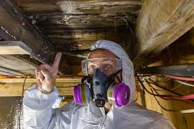 Expert Mold Removal And Remediation For