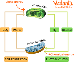 Relationship Between Photosynthesis And