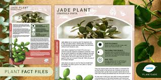 Houseplant Fact File Jade Plant Lucky