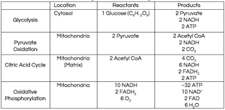 Biology Ch10 Cellular Respiration