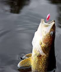 Walleye Bait A Guide To Selecting