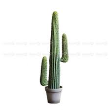 Artificial Espostoa Cactus Plant Decor