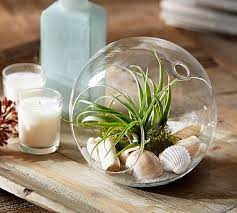 Live Tabletop Air Plant Garden