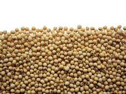 how soybeans are used as food