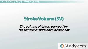 Stroke Volume Cardiac Output Heart
