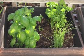 5 Benefits Of Growing Your Own Herbs