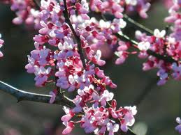 Native Flowering Trees For Spring Color