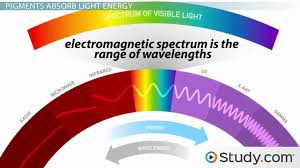 Chlorophyll Absorbing Light Energy For