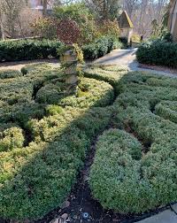 Boxwoods In The Mid Atlantic