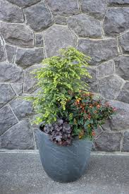 Patio Plants Potted Plants For Winter