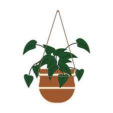 Green Plant In Hanging Pot Planter