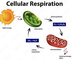 Cellular Respiration And Its Process