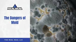 The Dangers Of Mold The Real Seal Llc