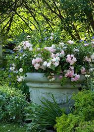 A Look At Our Favorite Roses For Containers