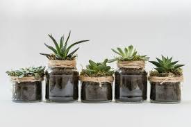 Balaji Nursery