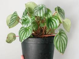 Indoor Plants Safe For Kids Pets