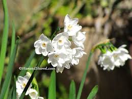 Plants That Thrive In The Winter Garden