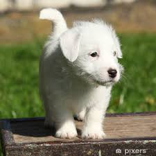 Jack Rus Terrier Puppy Standing