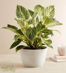 House Plants Indoor Plant Gifts